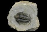 Spiny Comura Trilobite - Exceptional Preparation #154303-1